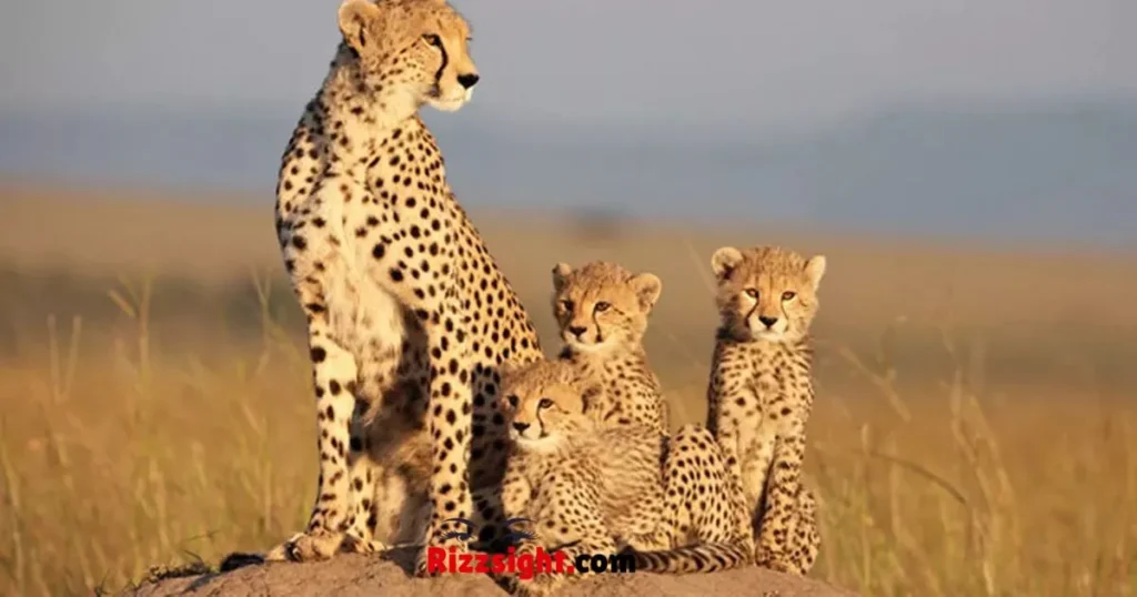 Flirty Animal Rizz Lines