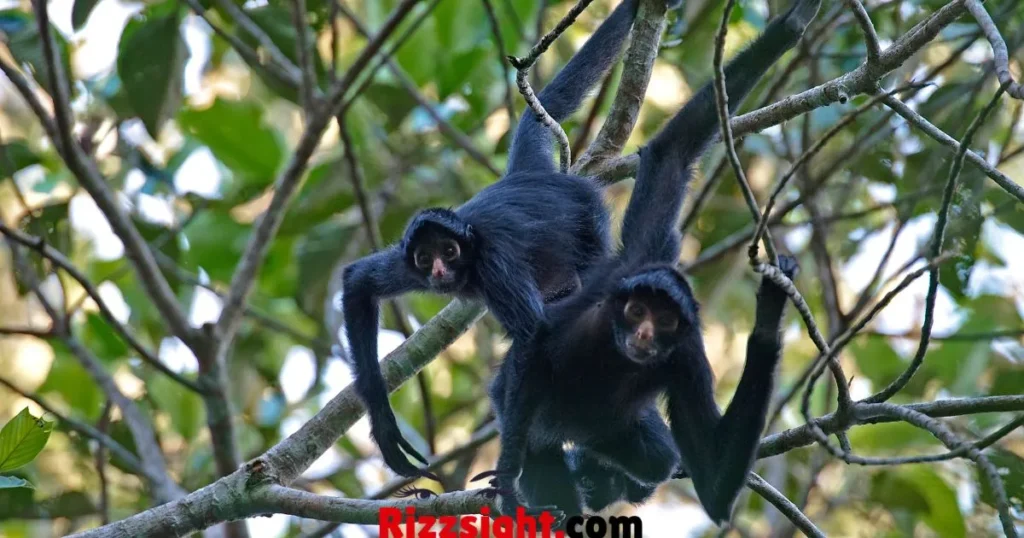 Monkey Rizz Lines For Friends