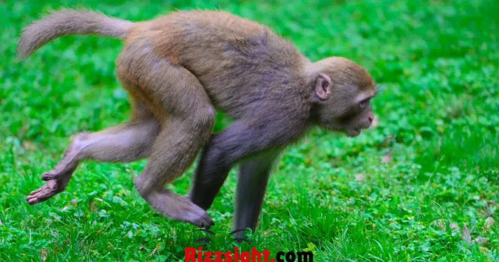 Viral Monkey Rizz Lines