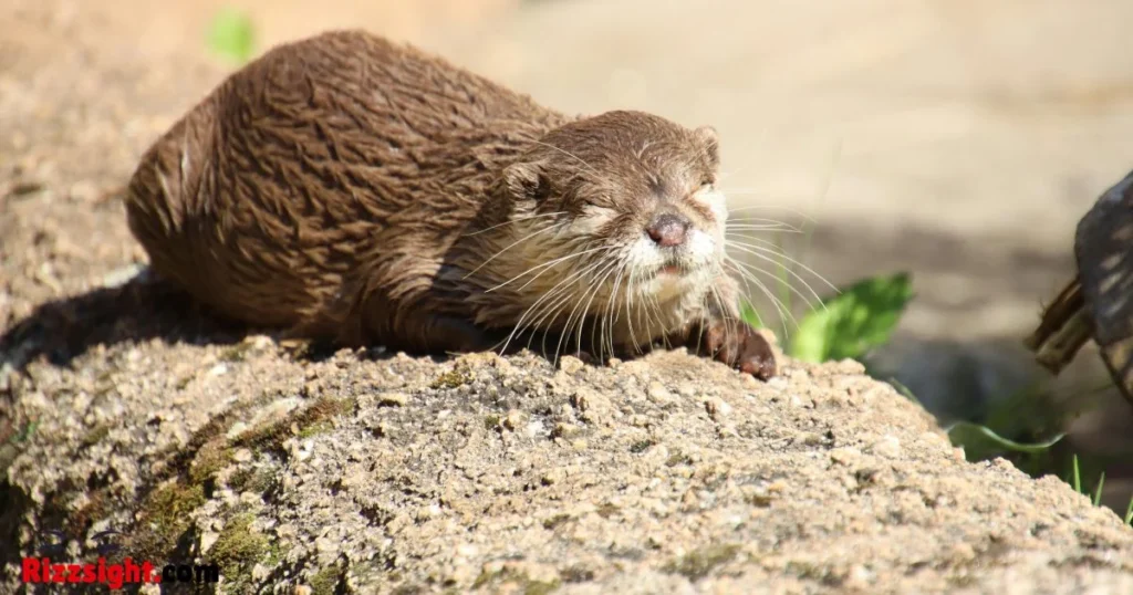 Aesthetic Otter Rizz Line