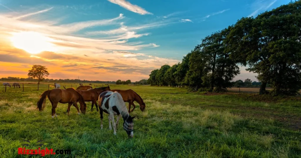 Horse Rizz Pickup Lines For Friends