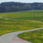 Track Rizz Lines