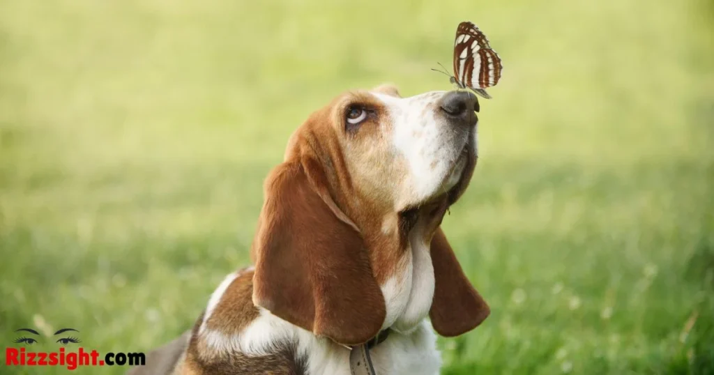 Best Dog Rizz Lines Ever