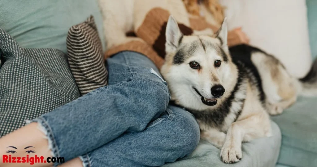 Dog Rizz Lines To Ask A Girl