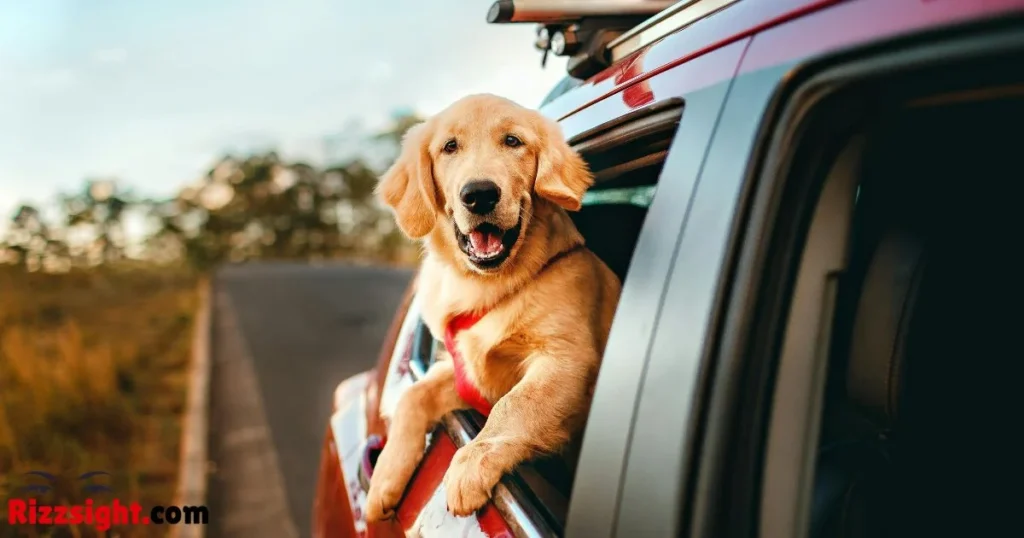 Rizz Dog Tiktok Lines