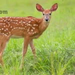 Deer Pickup And Rizz Lines