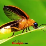 Bug Rizz Lines