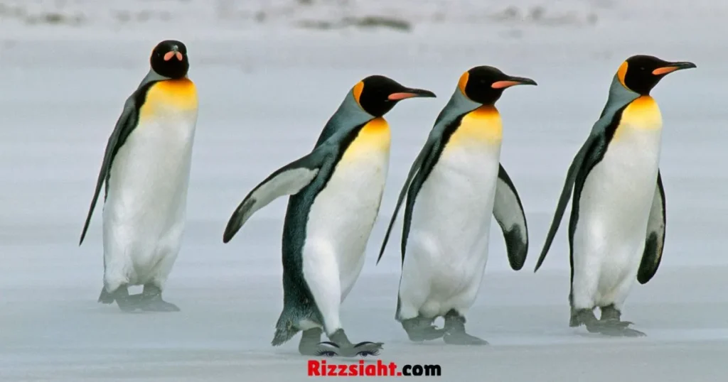 Cute Penguin Pick Up Lines
