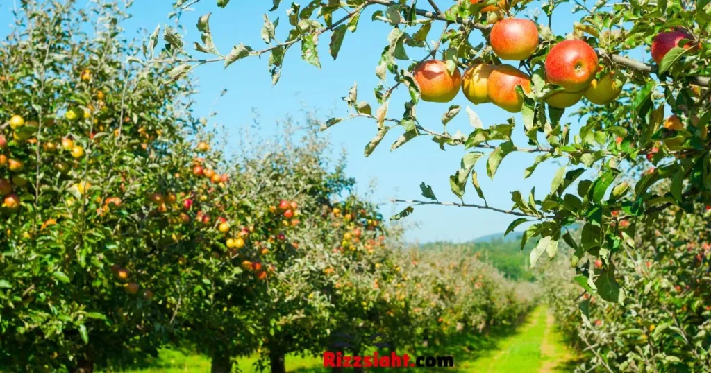 Playful Apple Rizz Lines