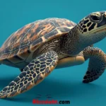Turtle Rizz Lines