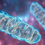 Mitochondria Rizz Lines