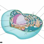 Ribosome Rizz Lines