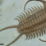 Trilobite Meaning In Text