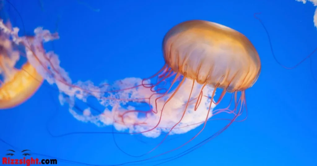 Jellyfish Pickup Line For Her