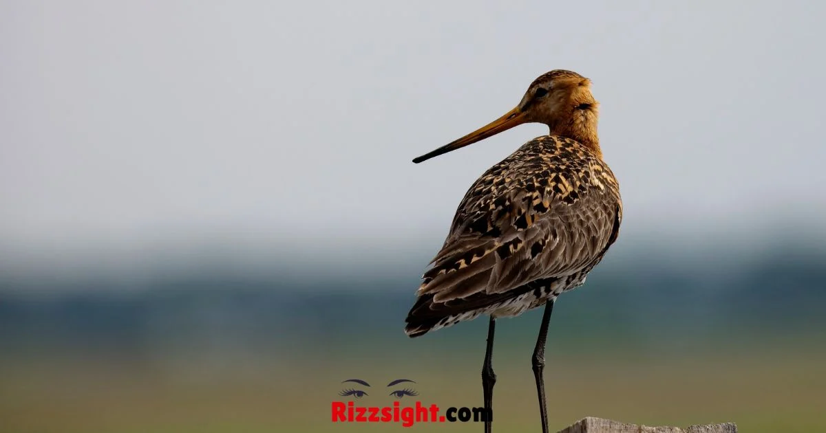 Godwit Rizz Line
